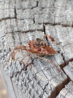 Punaise americaine - Leptoglossus occidentalis (ph. Mrugala F., Ardeche, 08-2020)(1)